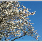 Amandier en fleur annonce le printemps