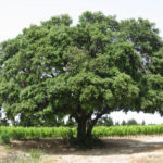 Chênes de Provence (partie 1)