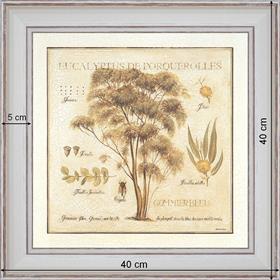 Eucalyptus de Porquerolles - dimension 40 x 40 cm - Blanc cassé
