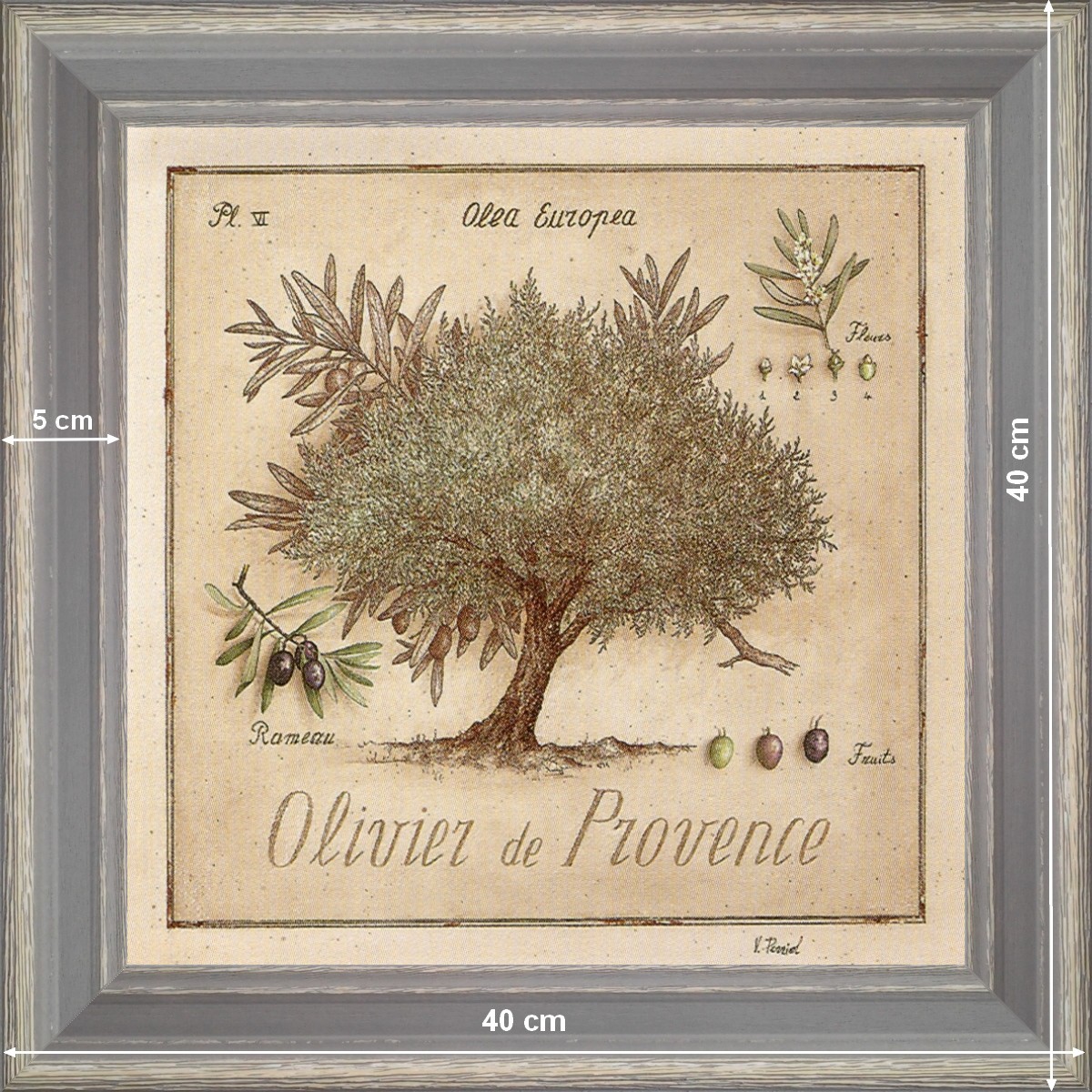 Olive-tree of Provence - dimension 40 x 40 cm - Grey