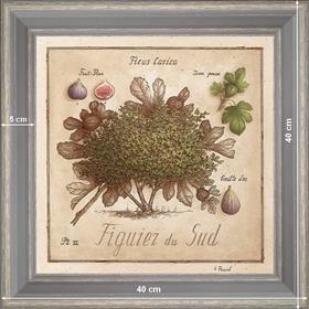 Figuier du Sud - dimension 40 x 40 cm - Gris