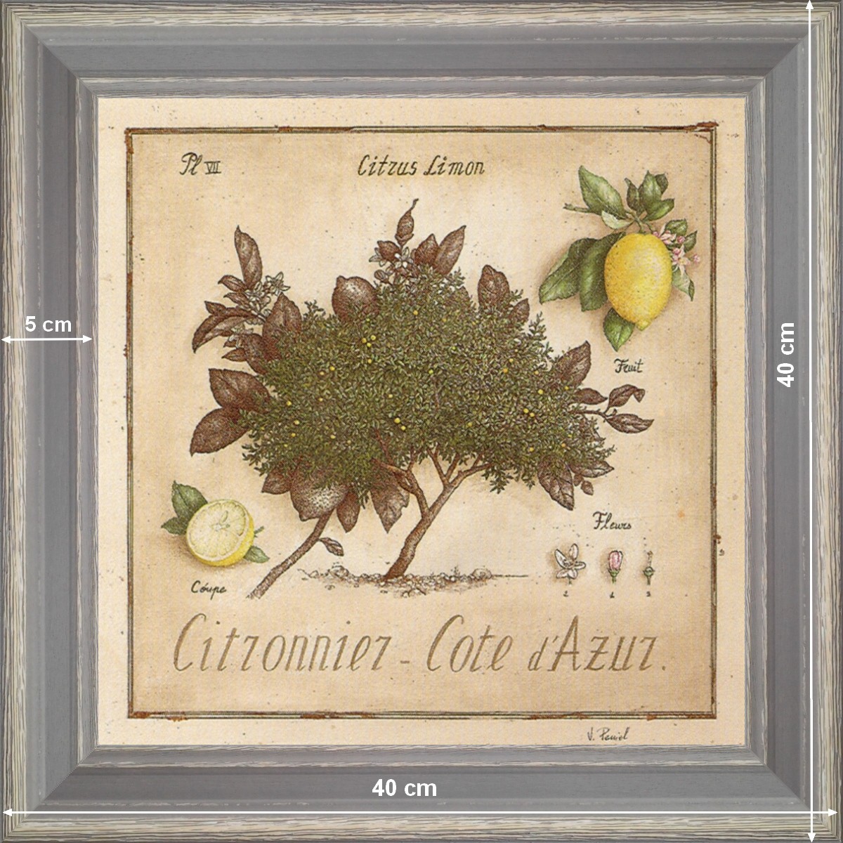 Lemon tree Azure Coast  - dimension 40 x 40 cm - Grey