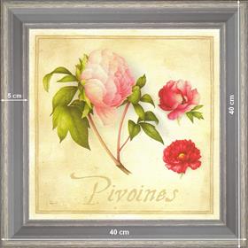 Pivoines - dimension 40 x 40 cm - Gris