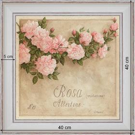 Rosa, Albertine - dimension 40 x 40 cm - Blanc cassé