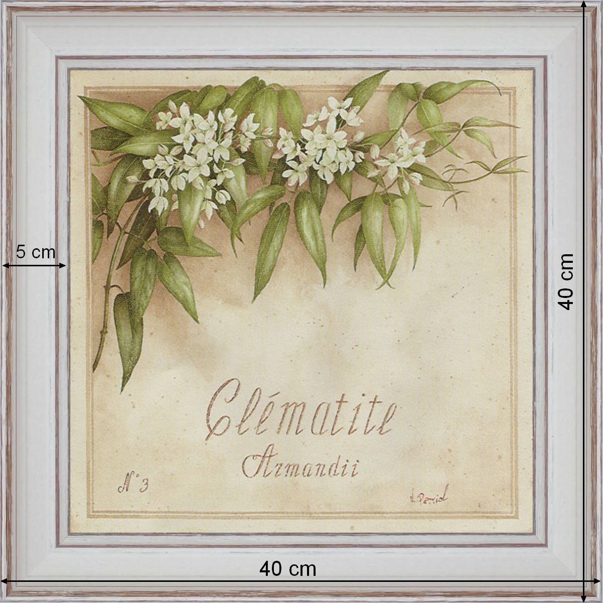 Clématite Armandii - dimension 40 x 40 cm - Blanc cassé
