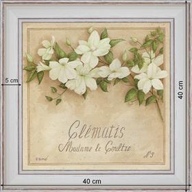 Clématis Madame le Coultre - dimension 40 x 40 cm - Blanc cassé
