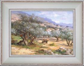 Olive tree field of Provence