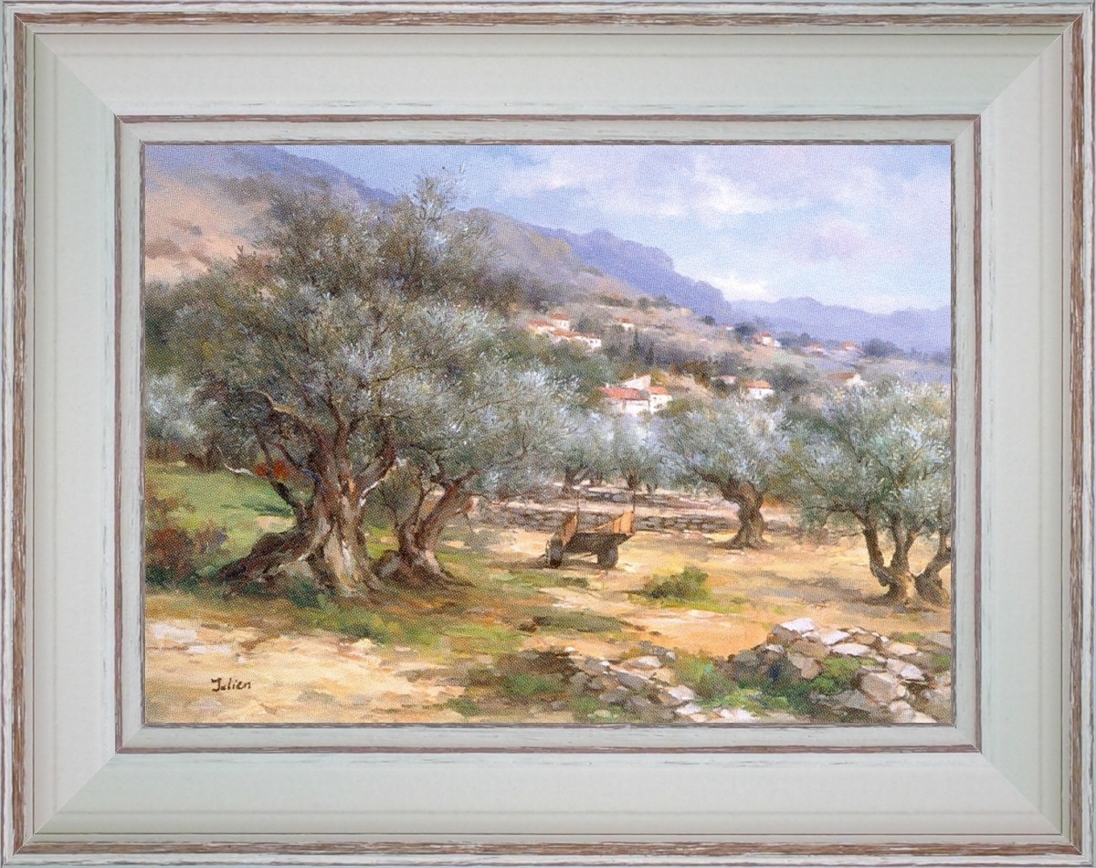 Olive tree field of Provence