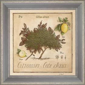 Lemon tree - Azure Coast  - painting detail 40 x 40 cm