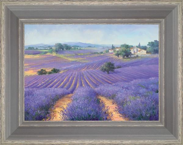 Lavenders as far as the eye can see