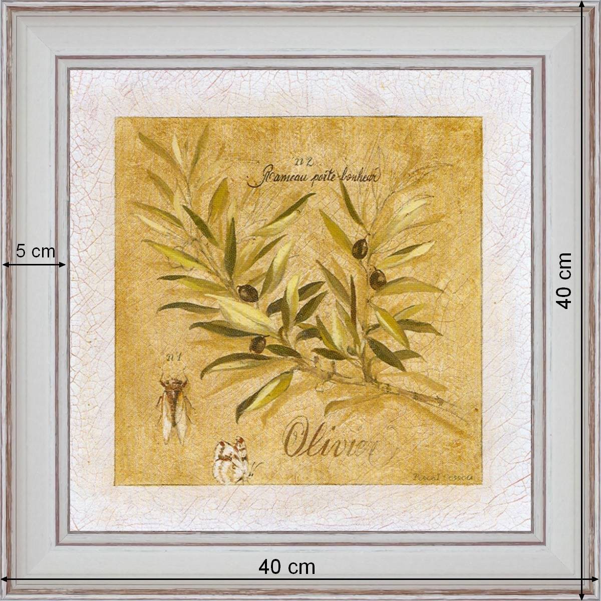 Olive-tree - dimensions 40 x 40 cm