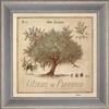 Olive-tree of Provence