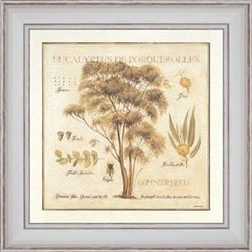 Eucalyptus de Porquerolles