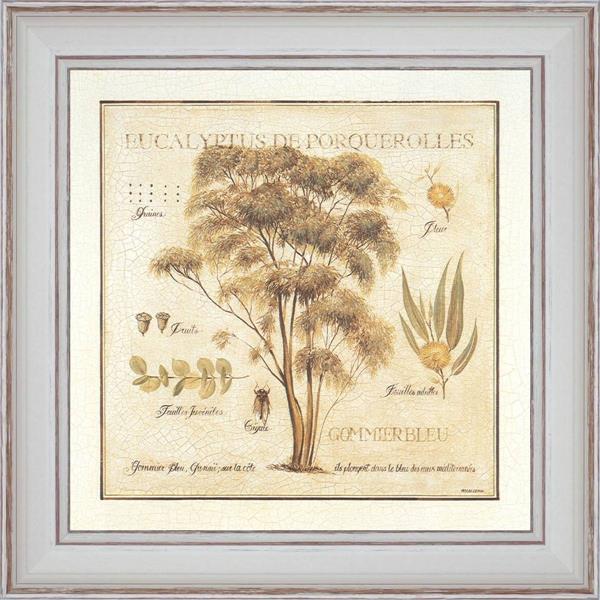 Eucalyptus of Porquerolles