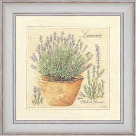 Grass of Provence, Lavender