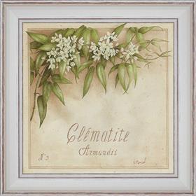 Clématite, Armandii - détail du tableau 40 x 40 cm