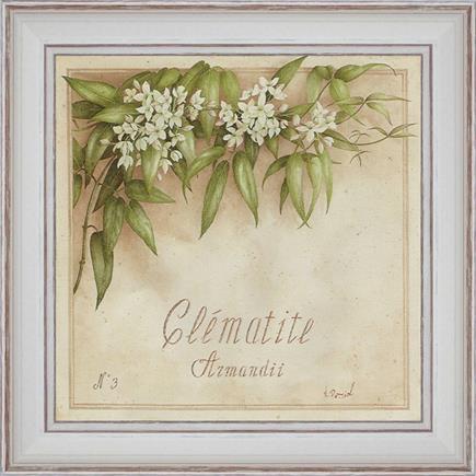 https://tableaux-provence.com/330/deco-de-charme-clematite-armandii.jpg
