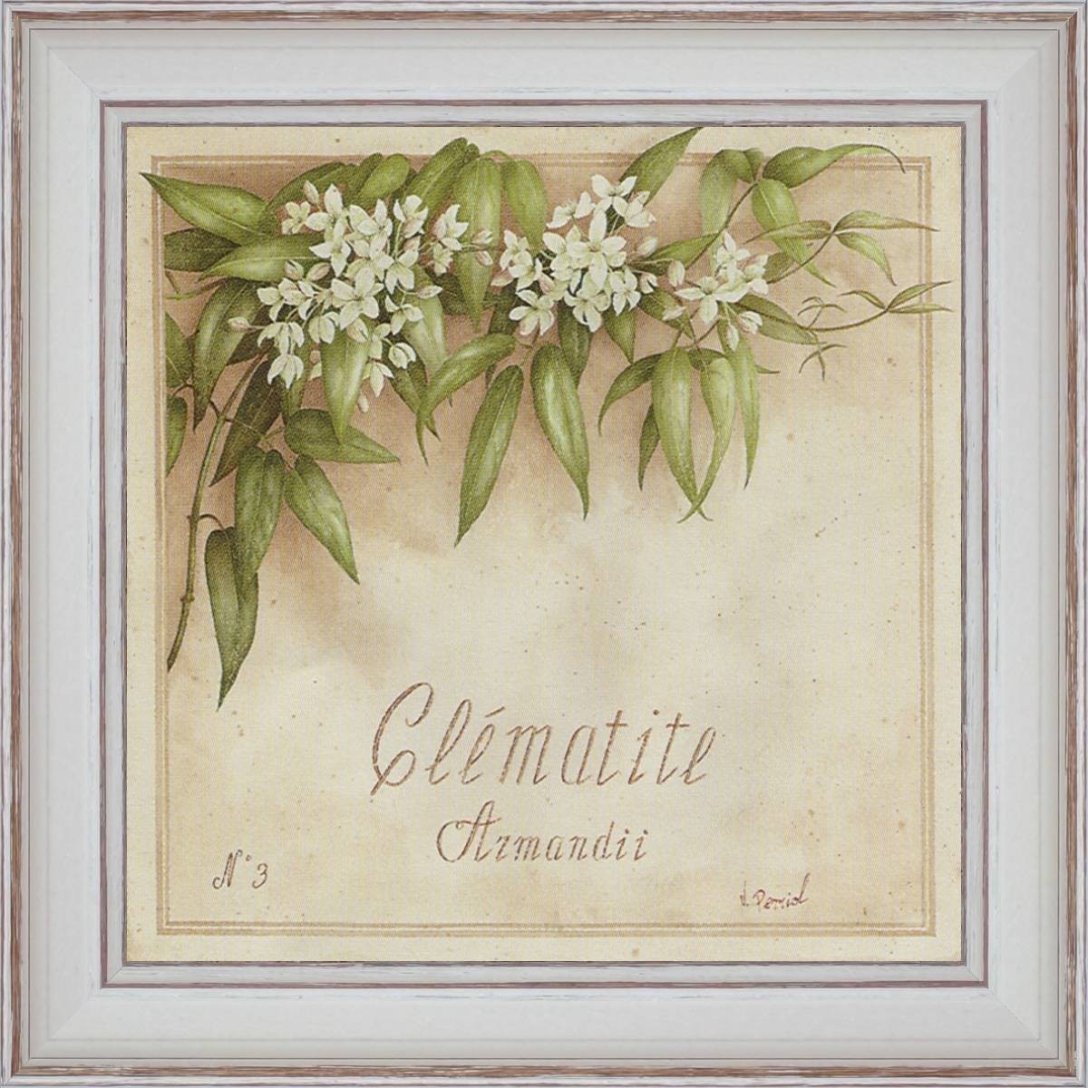 Clématite, Armandii - painting detail 40 x 40 cm