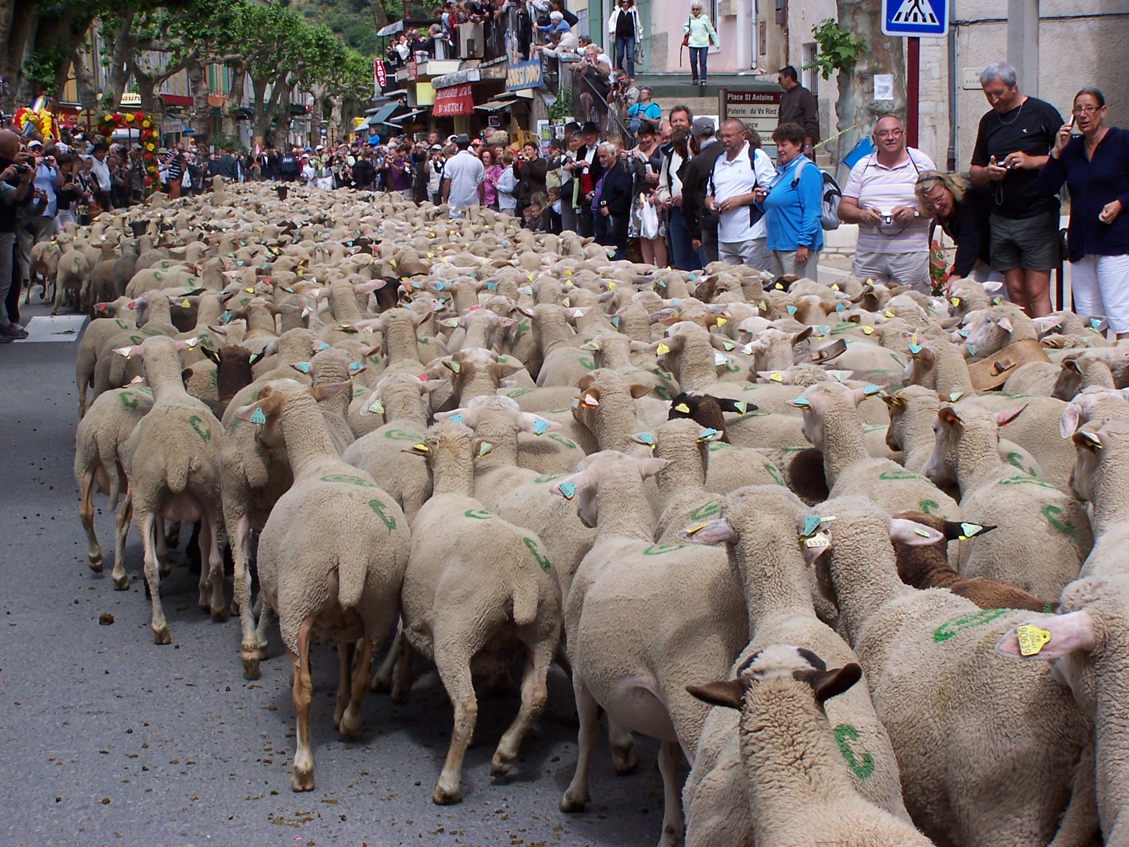 Village envahit par les moutons