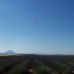 Vol au dessus d'un champs de lavande