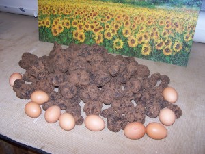 Belle récolte de truffes