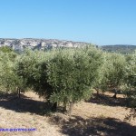 Vigne et olivier règnent sur la Provence !