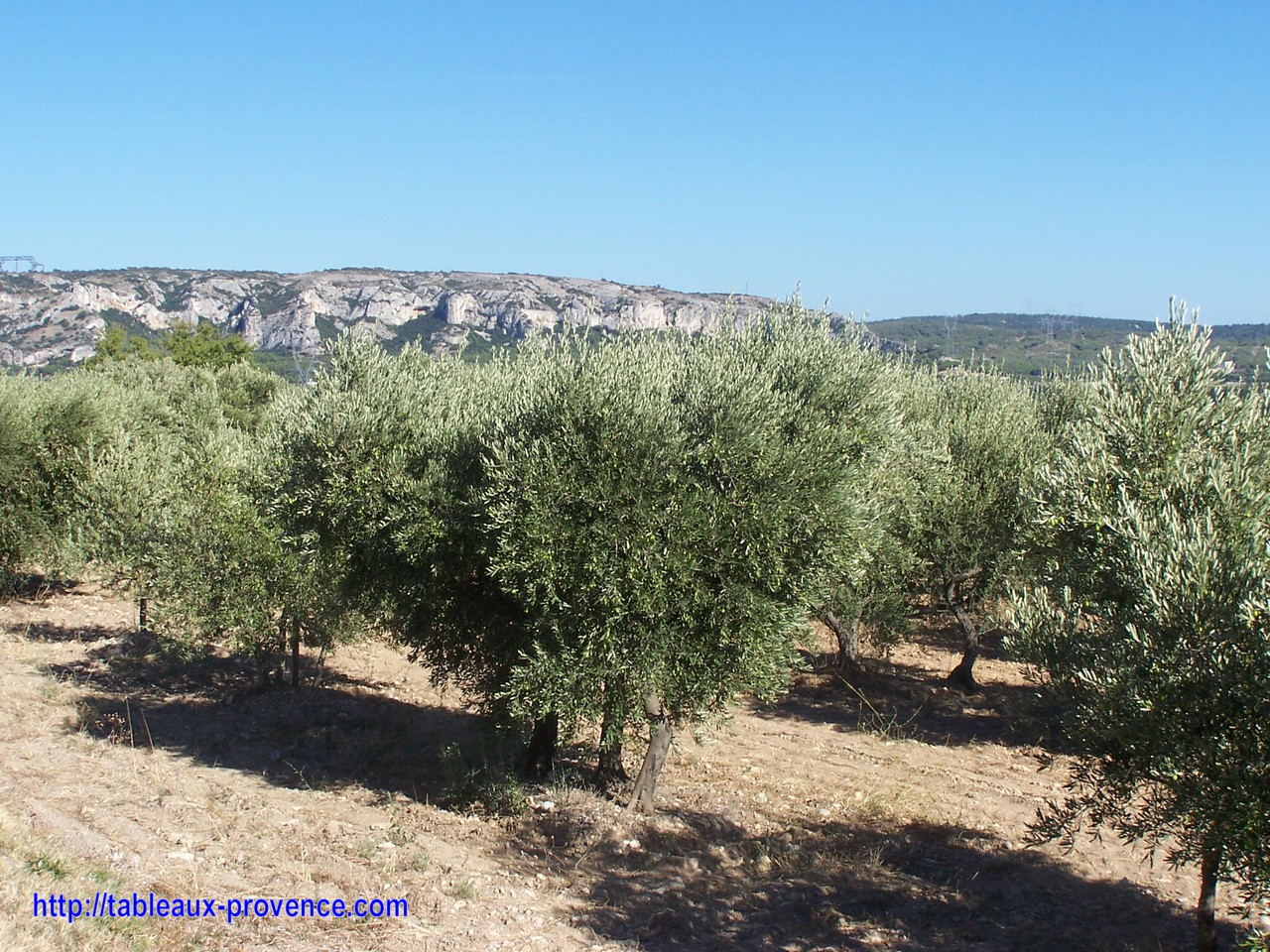 Vigne et olivier règnent sur la Provence !