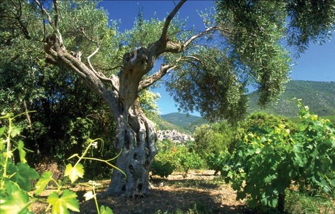 La vigne et l'olivier