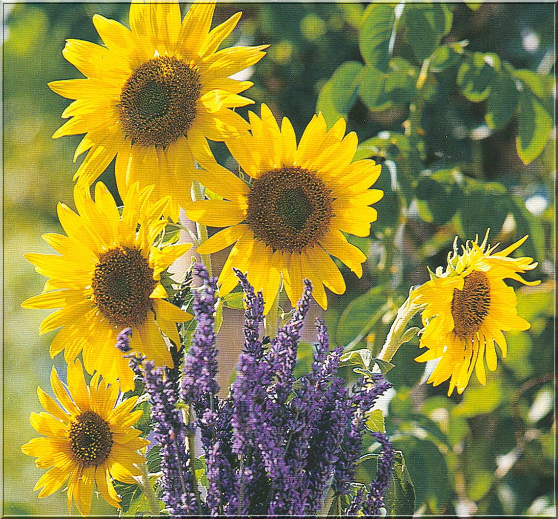 🌻 Le tournesol, un symbole de gratitude. À l'occasion de l'anniversaire de  la disparition de Van Gogh, le 29 juillet 1890, nous partageons cette image  de tournesol en fleur près de Tarascon,, image size:1138x1058