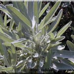 Infusions ou tisanes aux herbes de Provence - saison 2