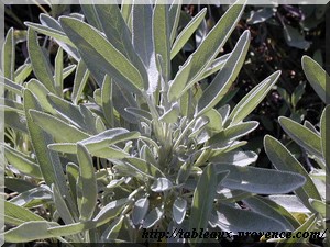 Infusions ou tisanes aux herbes de Provence - saison 2