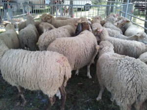 Parc à mouton - Foire agricole