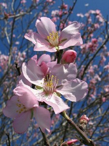 Les fleurs d'amandier sont annonciatrices du printemps