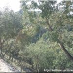Bois de chênes en provence