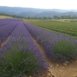 Distillation de la lavande à Valensole
