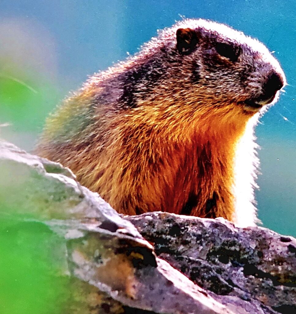 La marmotte, un charmant rongeur