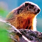 La marmotte, un charmant rongeur