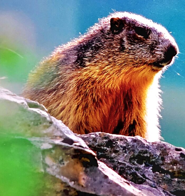 La marmotte, ce charmant rongeur