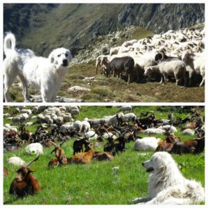 Les Chiens Patous: Gardiens dévoués des moutons